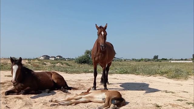 Дикие лошади! Стрелковое, Арабатская стрелка, Азовское море - 2021. Встреча со старыми друзьями) смотреть онлайн