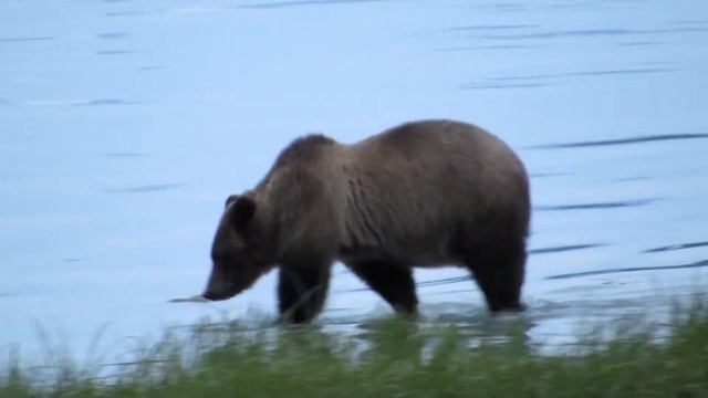 Canon SX50 Video Test - Grizzly Bear смотреть онлайн