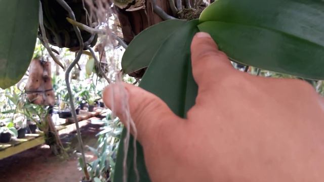 Como salvar phalaenopsis debilitada смотреть онлайн