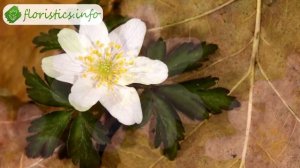 ? Выращивание анемоны из семян рассадой