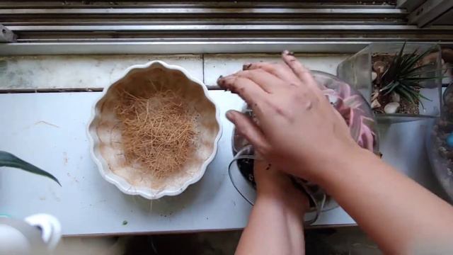 Earth star or Cryptanthus plant repotting from terrarium смотреть онлайн