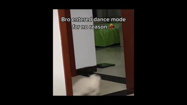 FUNNY CAT MEMES ?? and MOST TRENDING KITTENS 2023 v119 |? Moments of Cute Animal| You Laugh You Los