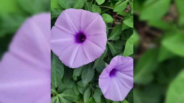 Violet Flowers | Purple Flowers | colourful garden | small space gardening смотреть онлайн