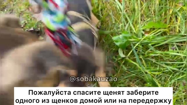 Щенков хотели утопить в реке облив краской. Проект помощи Собака Юзао. Приют «Щербинка" смотреть онлайн