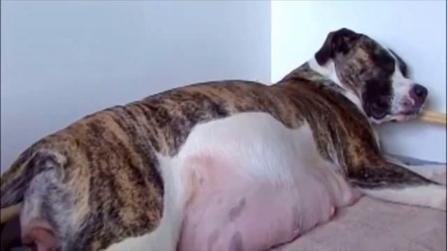 Собака не могла родить, но то что произошло дальше не укладывается в голове смотреть онлайн