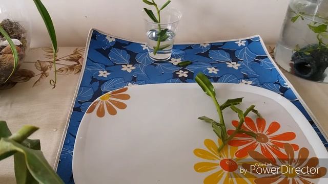 Непентес(Nepenthes)черенкование.Примечание -можно использовать грунт  для орхидей.