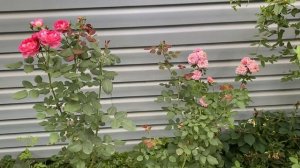 Роза Мадам де Сталь?