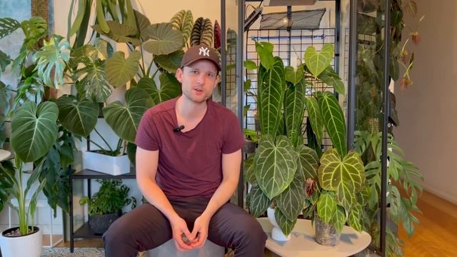 Ikea Greenhouse Cabinet tour & My Anthurium Collection смотреть онлайн