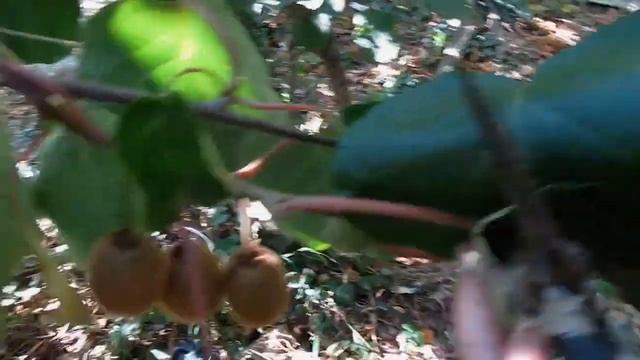 Общие принципы летней обрезки киви смотреть онлайн