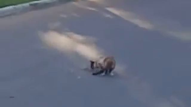 Кот Говноед