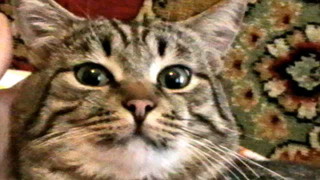 Я знаю,что я самый любимый,а ещё самый,самый............. смотреть онлайн