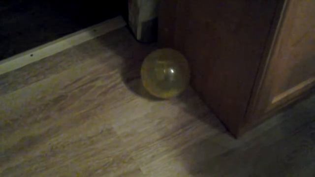 Хомяк пытается выбраться из шара смотреть онлайн