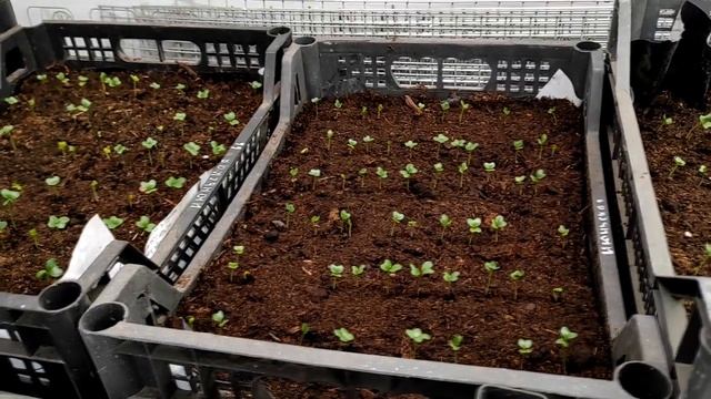 Выращивание рассады капусты в ящиках . Делюсь опытом ! смотреть онлайн