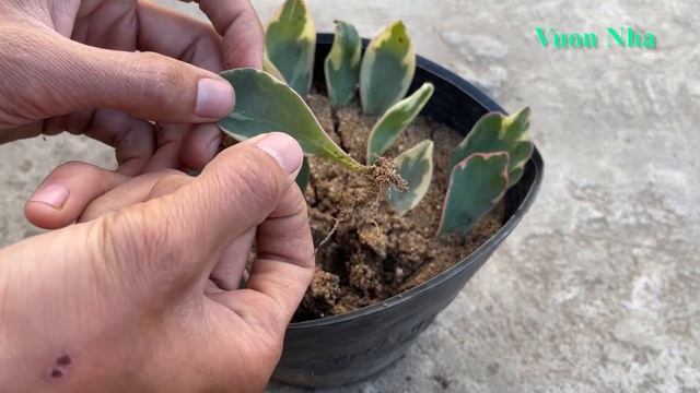 Cách nhân giống cây bằng lá | Planting with leaves смотреть онлайн