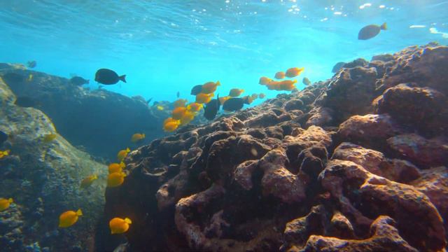 Unbelievable Hawaii: Documentary | Incredible Nature, Freediving Underwater & Culture | Full Length