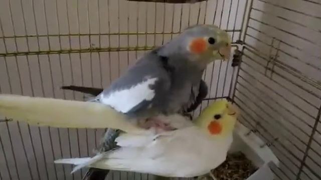 Спаривание попугаев корелл смотреть онлайн
