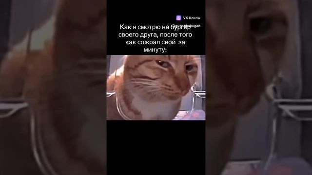ShortsMEME смотреть онлайн