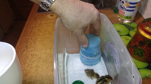 Перепелки крупным планом выведенные в квартире на батарее смотреть онлайн