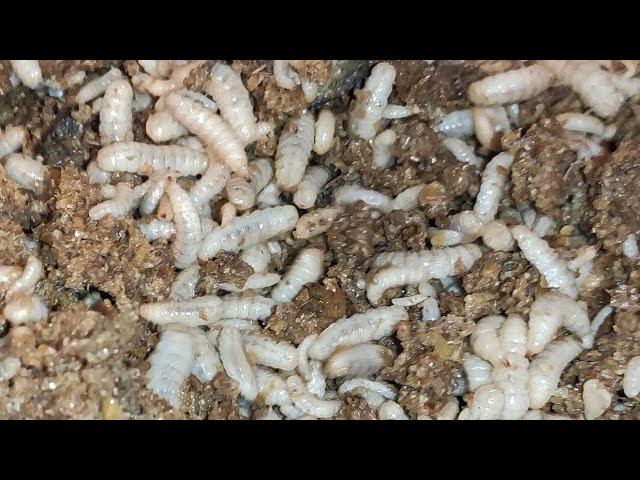 Личинка Черный Солдат BSF день 9