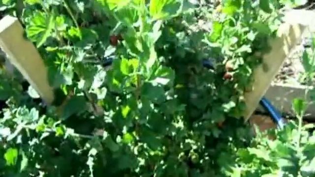 Характеристики крыжовника Сириус.