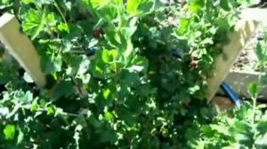 Характеристики крыжовника Сириус.