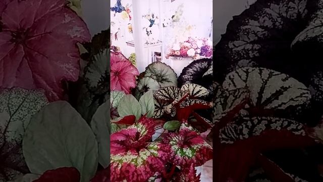 Декоративно-лиственные бегонии. Поговорим о том о сём... смотреть онлайн