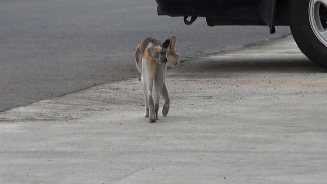 SONY CX550 野貓外拍 смотреть онлайн