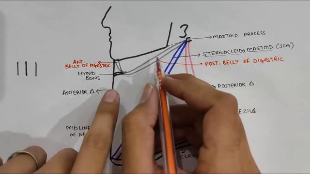 Triangles of Neck | Head & Neck смотреть онлайн