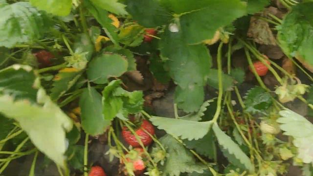 Цены на клубнику 02.06.2021 Клубничный рынок Чернянка смотреть онлайн