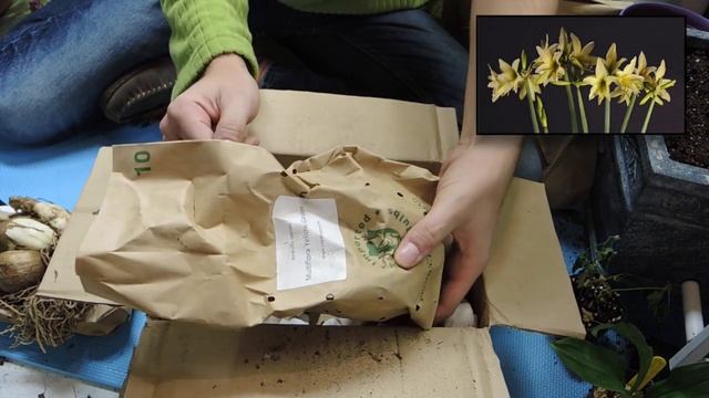 New Amaryllis Bulbs and Updates :) - Bulbs from Royal Colors смотреть онлайн