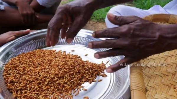 Eesal _ Cooking Eating Winged TERMITES _ Healthy village food _ Village Cooking Channel.mp4
