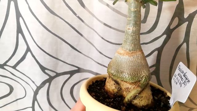 Сформировала каудексы адениумов. Всех знаю по именам! смотреть онлайн