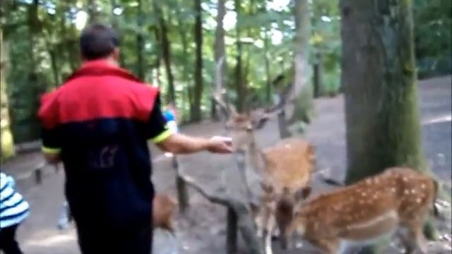 28 08 15спапой зоопарке смотреть онлайн