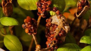 Божья коровка, улети на небо! Прекрасные божьи коровки!