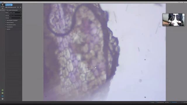 Цифровая микроскопия на уроке биологии смотреть онлайн