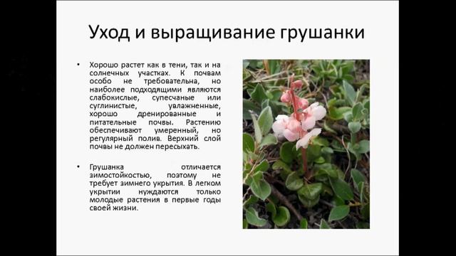 Грушанка смотреть онлайн