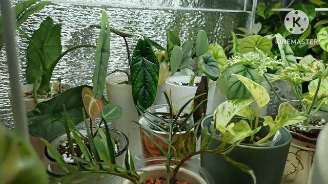 Растения - всё просто! Знакомство. смотреть онлайн