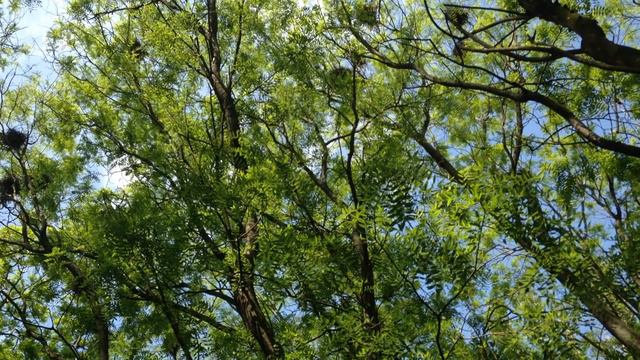 Тотем ворона смотреть онлайн