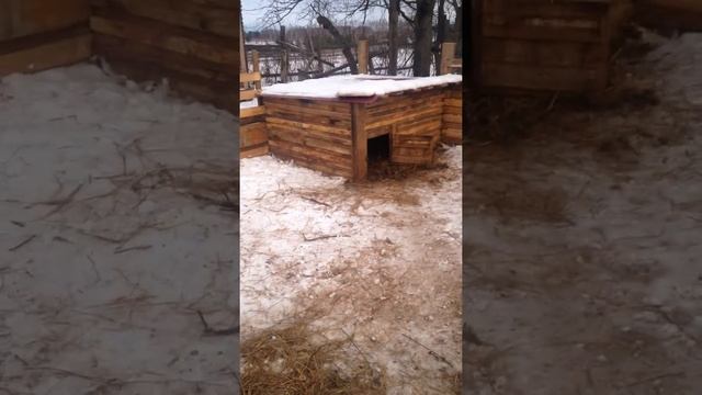 Поросята Венгерской мангалицы смотреть онлайн