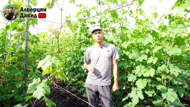 Третья профилактическая обработка винограда, после цветения в стадии гороха смотреть онлайн