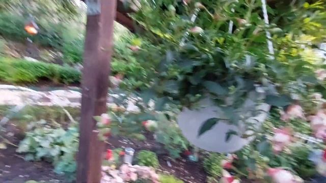 зацвели фуксии, и новинки с ярмарки #фуксии#????? смотреть онлайн