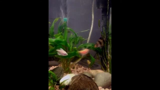 Барбусы и тернеции. Аквариумные рыбки смотреть онлайн