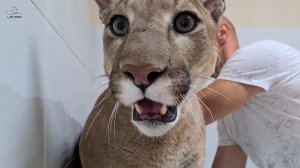 Пума Месси сдавал кровь. Что случилось?