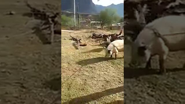 Как не нужно резать свинью смотреть онлайн