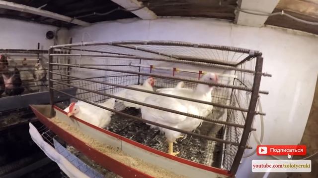 Выращивание бройлеров в клетках в домашних условиях клетки для бройлеров своими руками - zolotyeruk смотреть онлайн