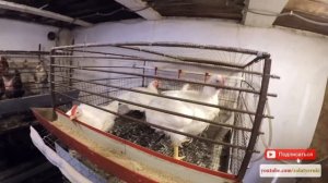 Выращивание бройлеров в клетках в домашних условиях клетки для бройлеров своими руками - zolotyeruk
