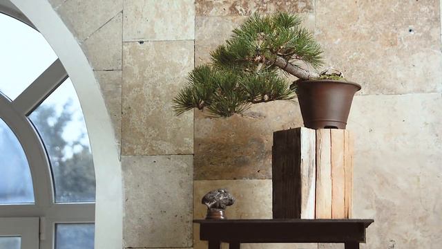 Виставка БОНСАЙ та ПЕНДЖИНГ. Київ 30.10. - 01.11.2020. I Bonsai exhibition in Kyiv 2020. смотреть онлайн