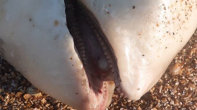 Часть 2. Начало экшена и красивый конец дня *-* смотреть онлайн