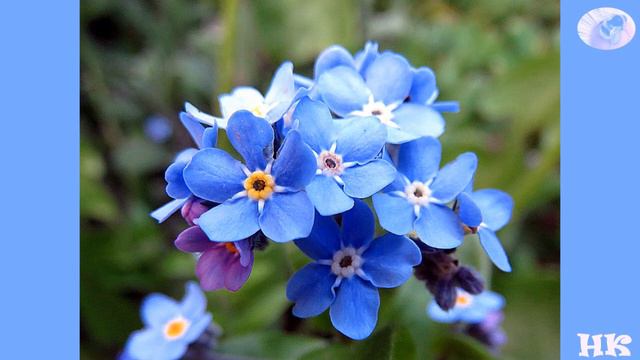 Про що розповіли незабудки - Ігор Калинець смотреть онлайн