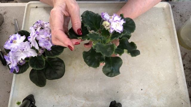AFRICAN VIOLETS finally are blooming! Types review. смотреть онлайн